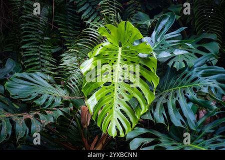 Foglie di Monstera - pianta tropicale della foresta, Philodendron . Foto Stock
