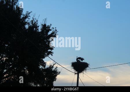 Sagome di alberi di storksb contro un cielo blu. Flora e fauna in città. Foto Stock