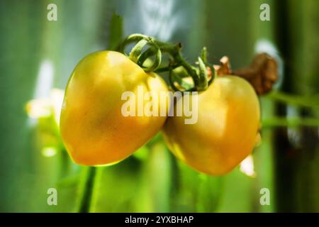 Tometo è una buona fonte di fibre alimentari, potassio, magnesio, manganese, vitamina C, e un'eccellente fonte di beta-carotene Foto Stock