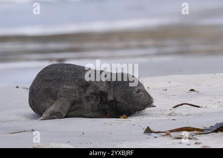 Cucciolo di recente nascita di Mirounga leonina (Southern Elephant Seal) che giace su una spiaggia sull'isola dei leoni marini nelle isole Falkland. Foto Stock