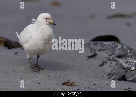 Sheathbill (Chionis albus) di faccia pallida sulla costa dell'isola dei leoni marini nelle isole Falkland. Foto Stock