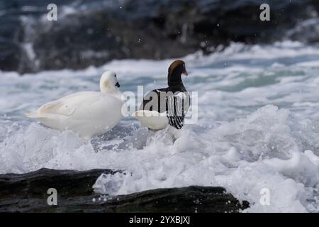 Coppia di oche di Kelp (Chloephaga hybrida malvinarum) che si nutrono sulle rocce della zona di marea sull'isola dei leoni marini nelle isole Falkland. Foto Stock