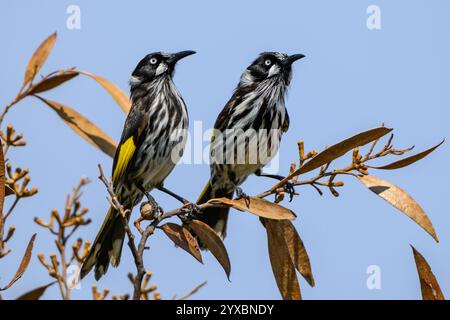 Uccelli Honeyeater di New Holland arroccati Foto Stock