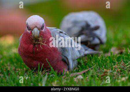 Carino pappagallo di Galah Foto Stock