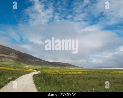 Persone che camminano lungo un sentiero sabbioso attraverso la pianura erbosa di machair in estate, Isola di Harris, Ebridi esterne, Scozia, Regno Unito Foto Stock