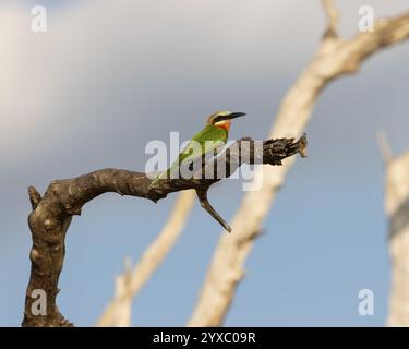 Bee-Eater dalla facciata bianca appollaiato su un ramo Foto Stock