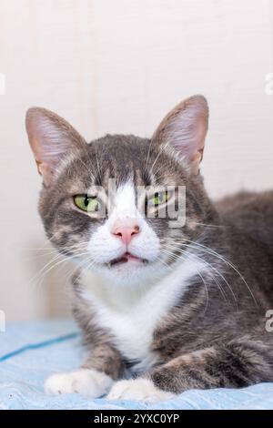 Un bellissimo gatto grigio e bianco è comodamente adagiato su una morbida coperta blu, godendosi il suo punto intimo nella camera calda Foto Stock