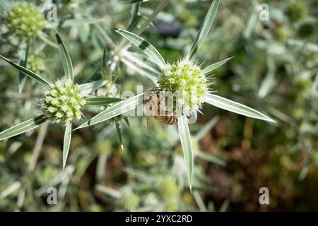 Un'ape che raccoglie nettare su un Eryngium campestre verde. Foto Stock