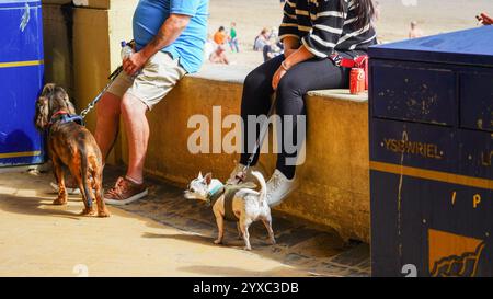 Barry Island, vale of Glam, Galles - luglio 26 2024: Un uomo e una donna siedono sul muro del rifugio occidentale sulla spiaggia di Barry Island con cani in piombo Foto Stock