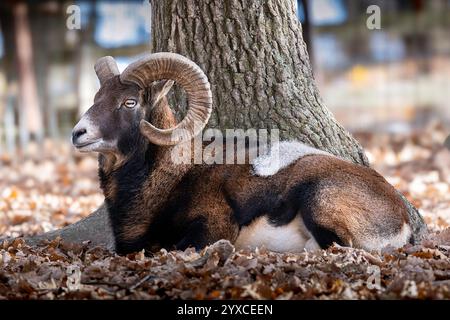 Grande ariete muflon che riposa nella foresta (Ovis gmelini) Foto Stock