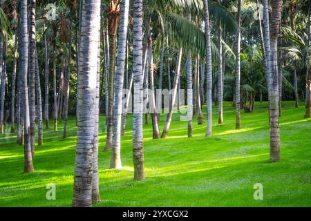 Vista dettagliata dei tronchi di palma e del bellissimo prato verde Foto Stock