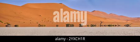 Immagine panoramica ad alta risoluzione di un Deadvlei, Parco Nazionale di Sesriem, Namibia, Africa. Dune arancioni in lontananza. Cielo blu. Foto Stock