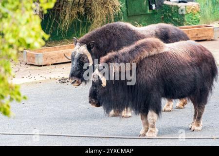 Due grandi buoi muschiati della Groenlandia nello zoo. Un paio di muschi in giornata di sole Foto Stock