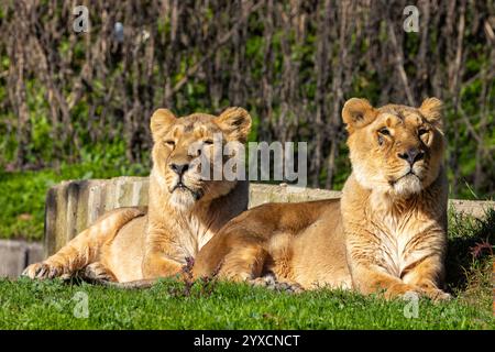 Il Leone africano (Panthera leo) preda zebre, GNU e antilopi. Foto scattata in una savana del Serengeti, che mette in risalto la maestosa criniera del leone Foto Stock