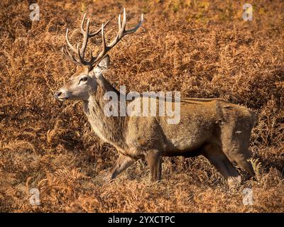 Maschio adulto di corporatura robusta Red Deer stag (Cervus elaphus) con Antlers a Bradgate Park, Leicestershire, Inghilterra, Regno Unito Foto Stock
