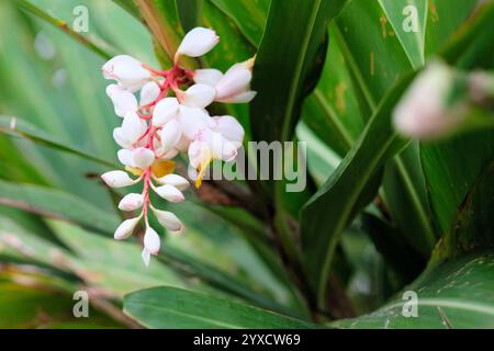 Pianta di zenzero Alpinia Zerumbet variegata in fiore con lame a foglia lunga e fiori bianchi e rosa. Foto Stock