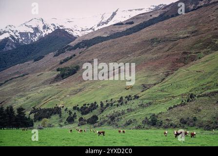 Vista panoramica del passo Haast sull'Isola Sud della nuova Zelanda. Views from State Highway 6, fotografia d'archivio scattata nel 1991. Foto Stock