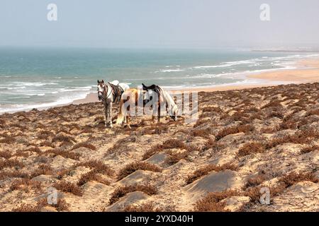 L'equitazione è un'attività popolare lungo la costa dell'Oceano Atlantico in Marocco, in particolare vicino a Sidi Kouki, non lontano da Essaouira. Foto Stock