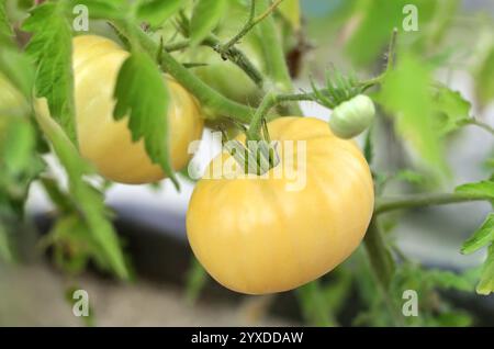 Grandi pomodori gialli maturano in un giardino all'aperto. Concetto di coltivazione di verdure ipoallergeniche. Foto Stock