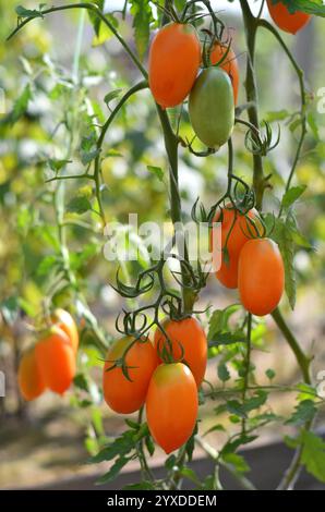 I pomodori arancioni allungati su un cespuglio crescono in un orto all'aperto. Concetto di agricoltura biologica. Foto Stock
