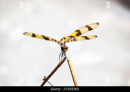 Dragonfly del pennant di Halloween (Celithemis eponina) vicino al parco nazionale delle Everglades, Florida Foto Stock