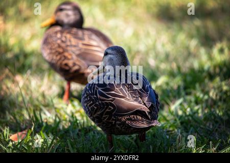 Duck mottled (Anas fulvigula) a Marco Island, Florida Foto Stock