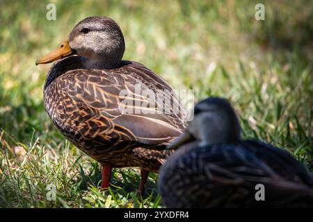 Duck mottled (Anas fulvigula) a Marco Island, Florida Foto Stock