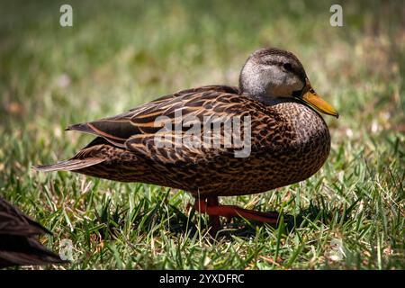 Duck mottled (Anas fulvigula) a Marco Island, Florida Foto Stock