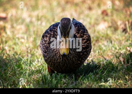 Duck mottled (Anas fulvigula) a Marco Island, Florida Foto Stock