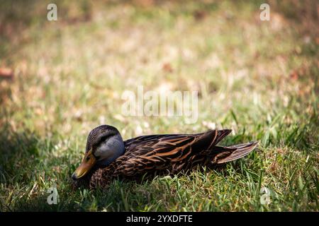Duck mottled (Anas fulvigula) a Marco Island, Florida Foto Stock
