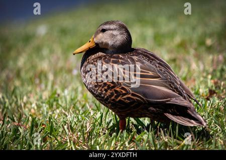 Duck mottled (Anas fulvigula) a Marco Island, Florida Foto Stock