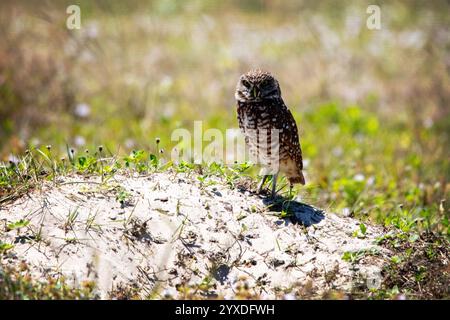 Un gufo scavatore (Athene cunicularia) a Marco Island, Florida Foto Stock