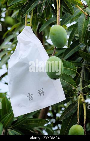 Insaccamento di mango utilizzato per prevenire la malattia e controllare insetti parassiti così come attrito e danni tra i frutti migliorando la levigatezza della superficie; manghi. Foto Stock