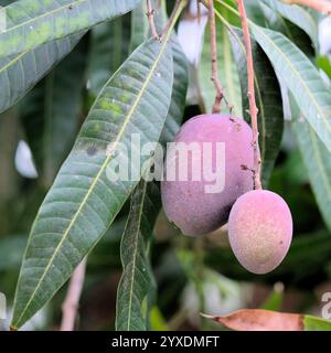 Due frutti di mangifera indica maturati su un albero con lunghe foglie a lama; un paio di manghi rossi su un fusto circondato da fogliame; mango. Foto Stock