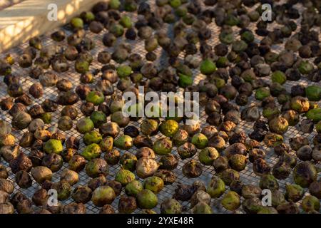 Vista dall'alto dei fichi freschi e secchi disposti su una rete metallica sotto il sole per un'asciugatura tradizionale. Concetto di lavorazione degli alimenti ecocompatibile, agricoltura biologica Foto Stock