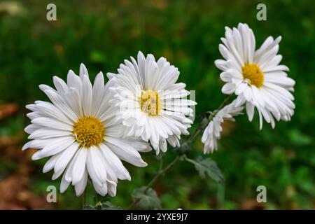 Bellissime margherite bianche che fioriscono in un lussureggiante giardino verde Foto Stock