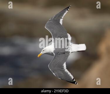 Gabbiano occidentale adulto (Larus occidentalis) che vola sopra le scogliere dell'Oceano Pacifico, nella contea di Sonoma, California Foto Stock