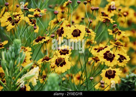 Giallo e marrone semi di zecche dorati, Coreopsis tinctoria Nutt in un letto di fiori selvatici presso il Royal Botanic Garden di Sydney Foto Stock