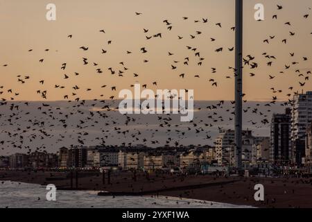 Brighton, 14 dicembre 2024: Nella maggior parte delle sere invernali al crepuscolo, migliaia di stelle convergono sul lungomare di Brighton e murmurmurano per circa Foto Stock