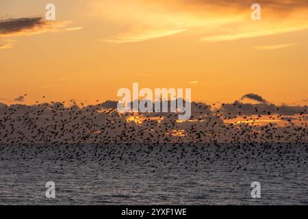 Brighton, 14 dicembre 2024: Nella maggior parte delle sere invernali al crepuscolo, migliaia di stelle convergono sul lungomare di Brighton e murmurmurano per circa Foto Stock