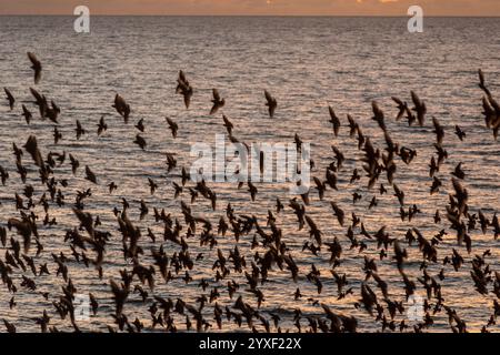 Brighton, 14 dicembre 2024: Nella maggior parte delle sere invernali al crepuscolo, migliaia di stelle convergono sul lungomare di Brighton e murmurmurano per circa Foto Stock