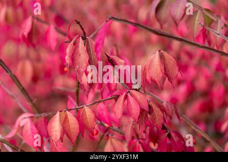 Foglie autunnali rosa di Euonymus alatus. cespuglio ardente, euonimo alato, mandrino alato, albero alato. Sfondo autunnale. una pianta ornamentale Foto Stock