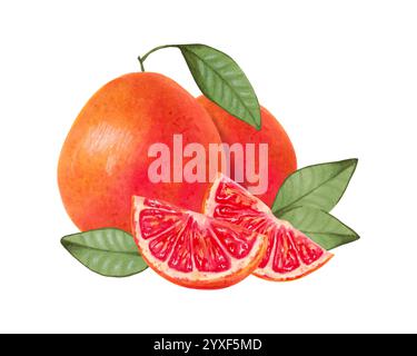 Composizione pompelmo. Prodotto intero e tagliato a fette con foglie. Illustrazione dell'acquerello e del marcatore. Frutta d'arancia ecologica. Disegni isolati disegnati a mano Foto Stock