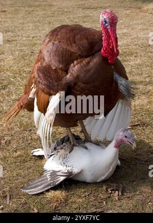 tacchino maschio (tom) in piedi su un tacchino femmina Foto Stock