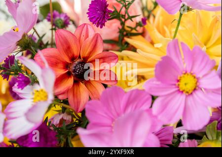 Coral dahlia circondato da vibranti giardini fioriti Foto Stock