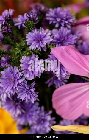 Splendidi fiori di crisantemo viola da giardino Foto Stock