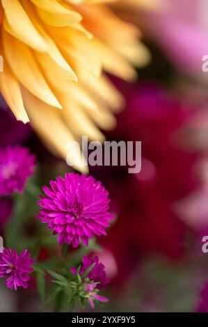 Vicino alla fioritura del crisantemo rosa caldo con un morbido sfondo colorato Foto Stock