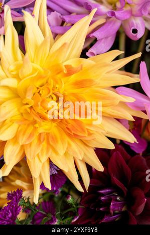 Grande piatto di pesca dahlia tra i fiori freschi del giardino Foto Stock