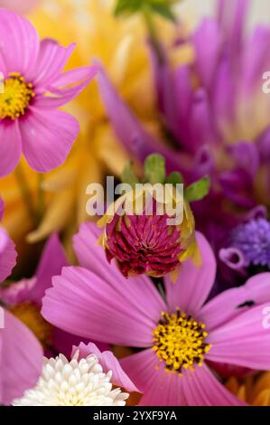 Bocciolo di Dahlia in giardino fresco bouquet Foto Stock