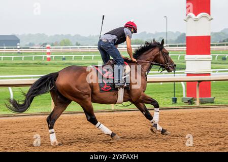 L'immagine raffigura un fantino esperto che cavalca un purosangue durante l'allenamento sui percorsi dell'ippodromo di Keeneland. La scenografia dinamica evidenzia il dedicato Foto Stock